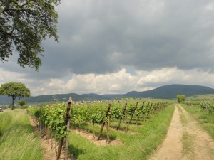 Le vignoble d'Alsace